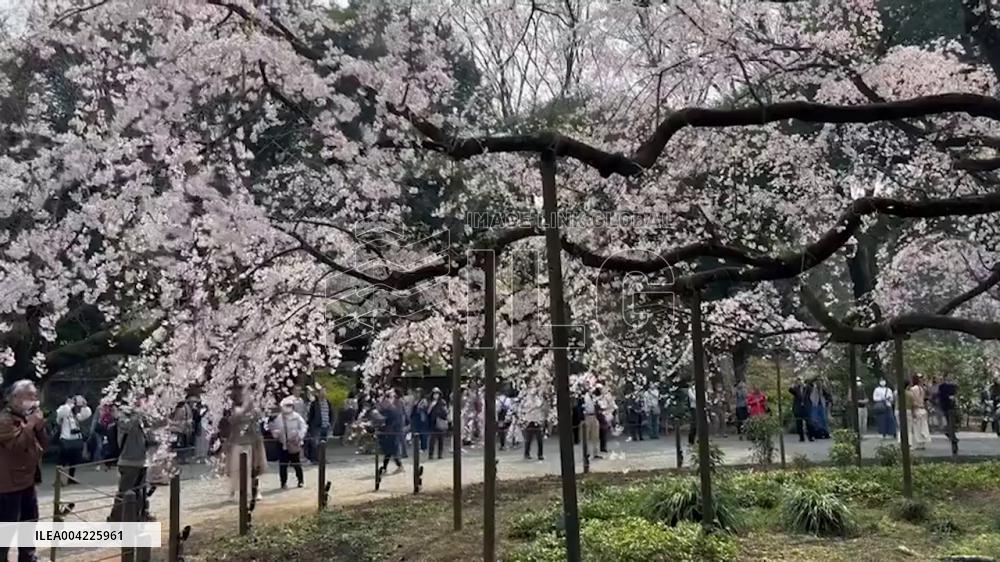 Japan: 2025 Cherry Blossom Season Kicks Off in Pink