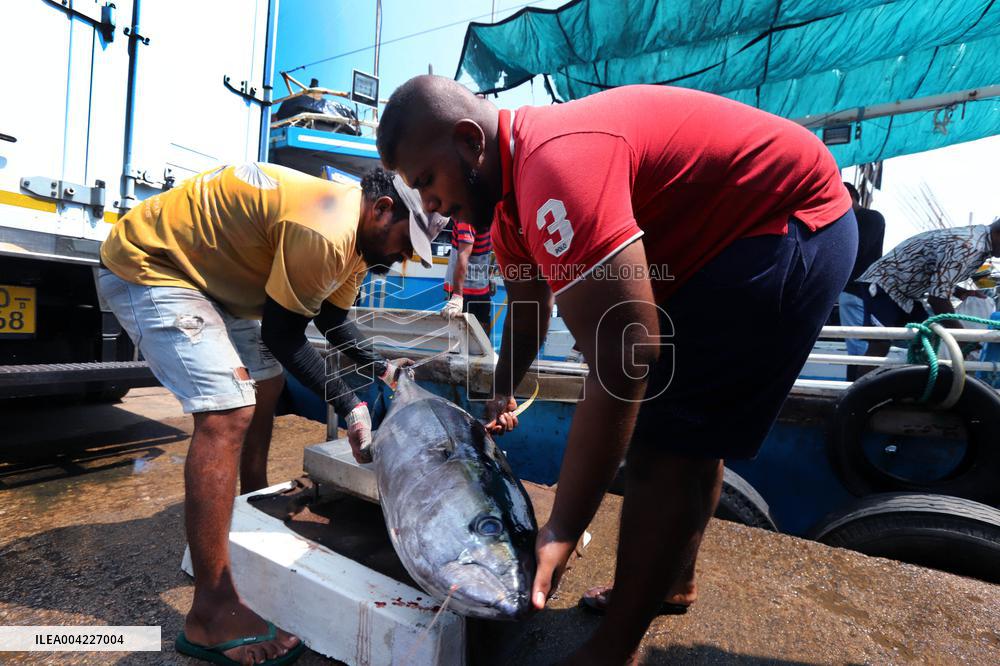 Fishermen Daily Life - Sri Lanka