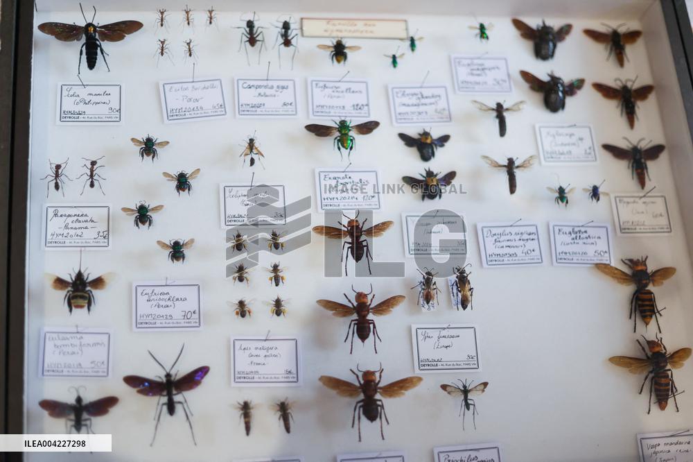 Opening Johnny Depp X Deyrolle In Paris