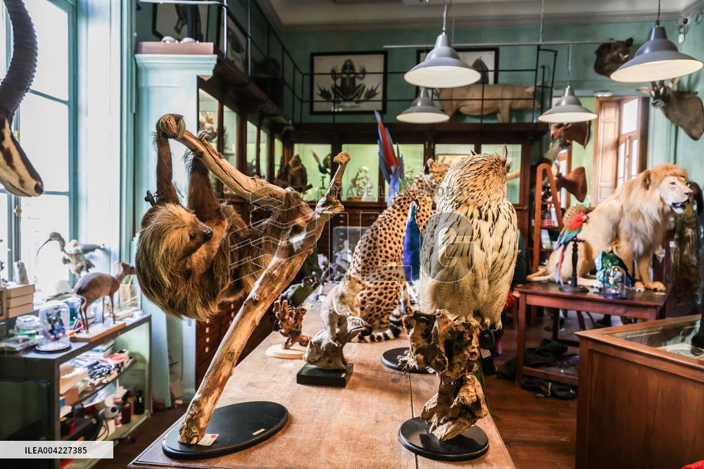 Opening Johnny Depp X Deyrolle In Paris