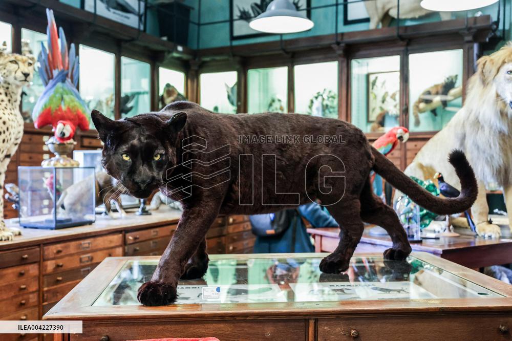 Opening Johnny Depp X Deyrolle In Paris