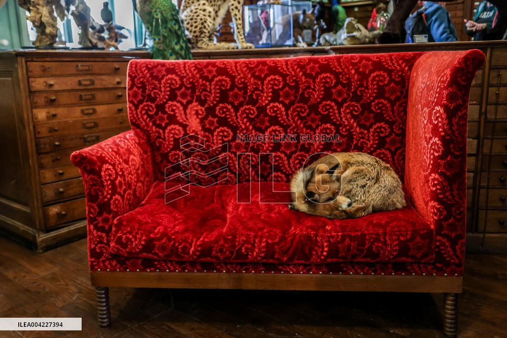 Opening Johnny Depp X Deyrolle In Paris