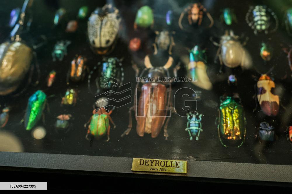 Opening Johnny Depp X Deyrolle In Paris