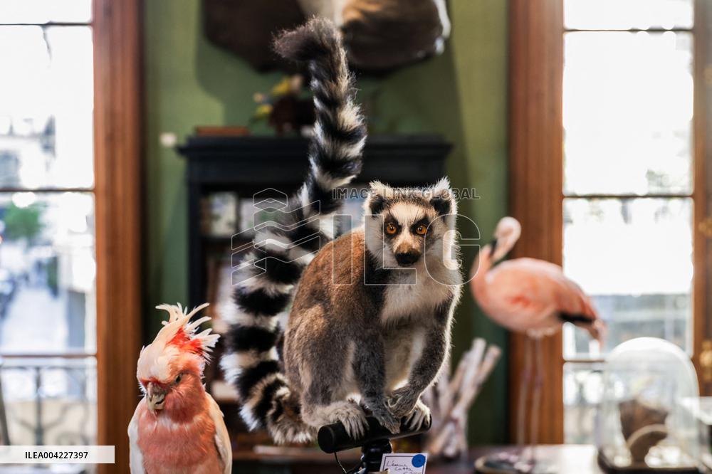 Opening Johnny Depp X Deyrolle In Paris