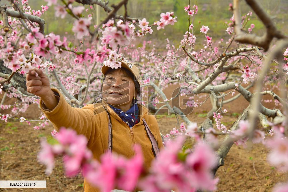 Fresh Peach Base in Zaozhuang