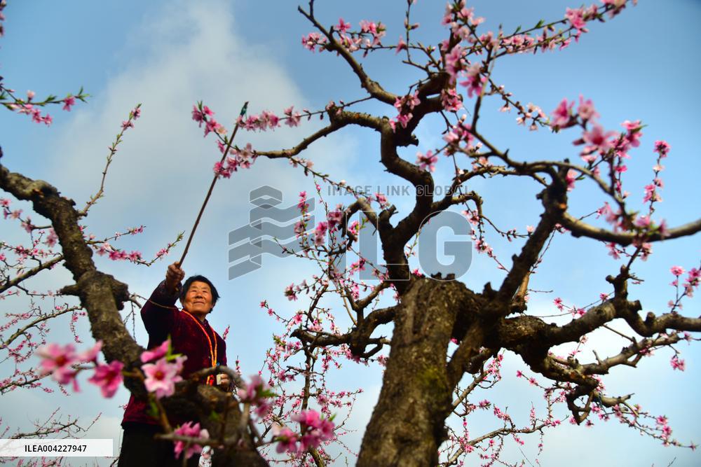 Fresh Peach Base in Zaozhuang