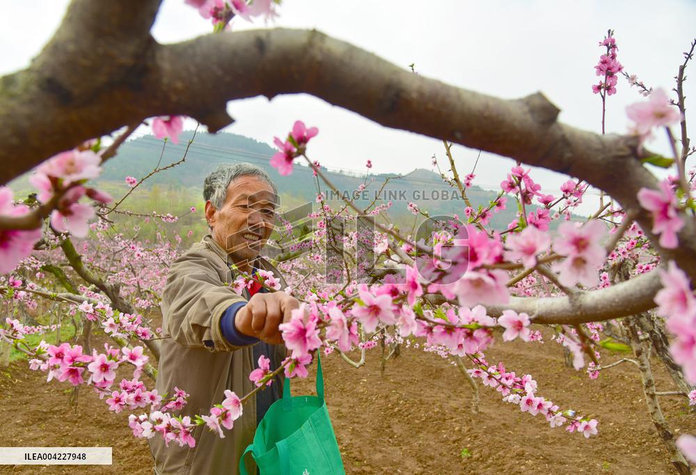 Fresh Peach Base in Zaozhuang