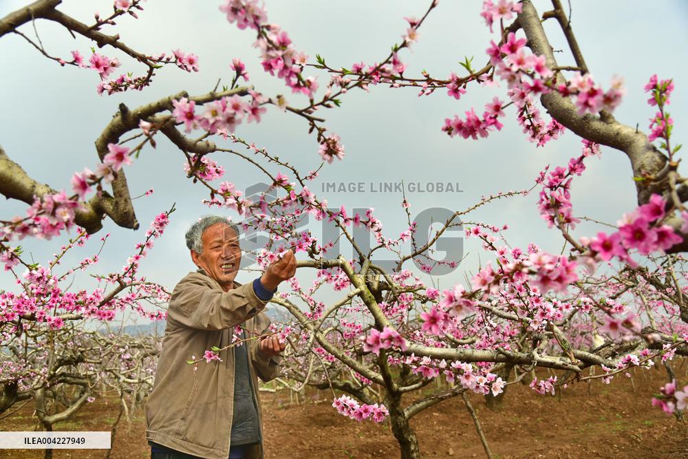 Fresh Peach Base in Zaozhuang