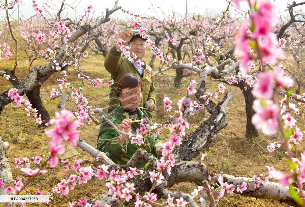 Fresh Peach Base in Zaozhuang