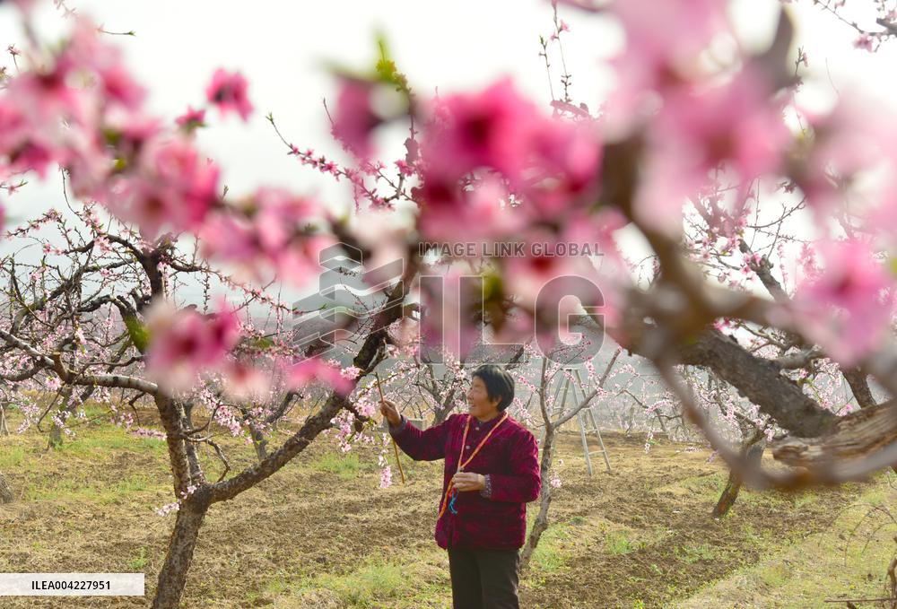 Fresh Peach Base in Zaozhuang