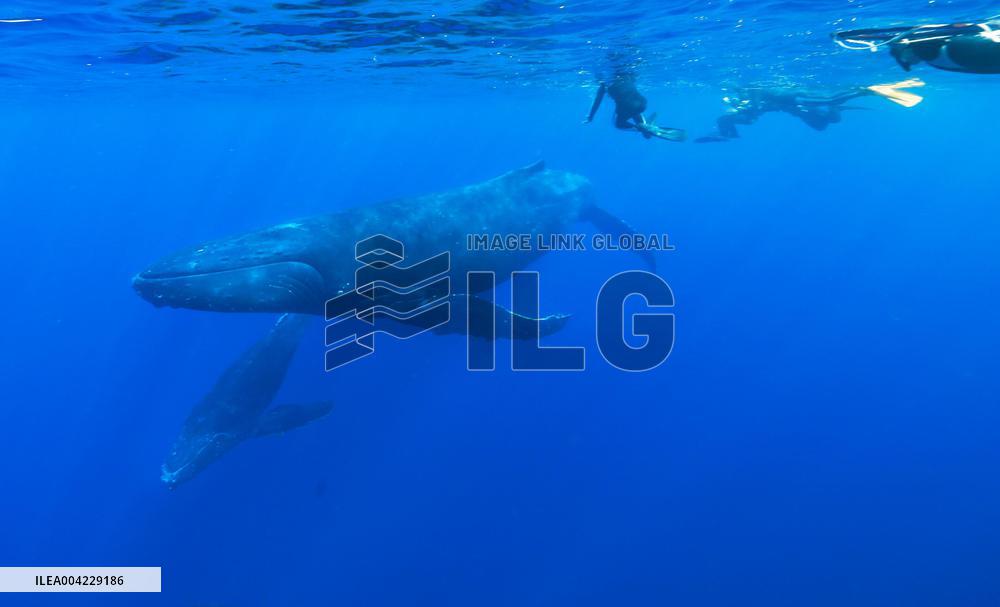 Whale observation tour