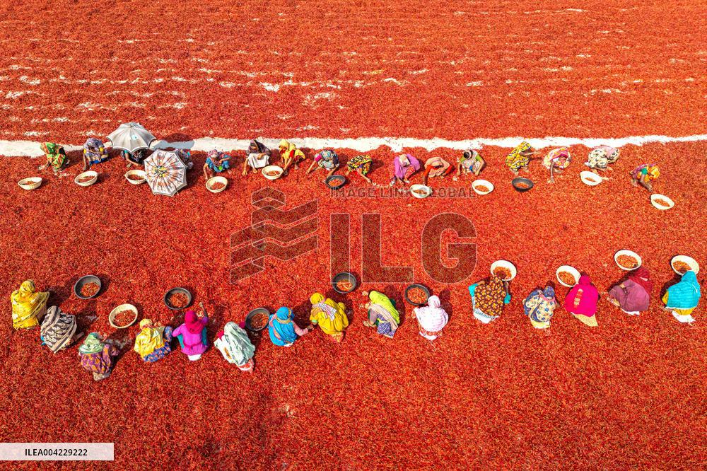 Farmers During The Red Chilies Drying Process - Bangladesh