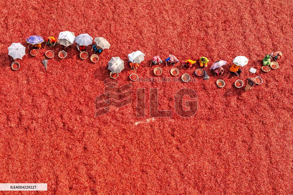 Farmers During The Red Chilies Drying Process - Bangladesh