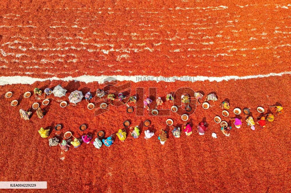 Farmers During The Red Chilies Drying Process - Bangladesh
