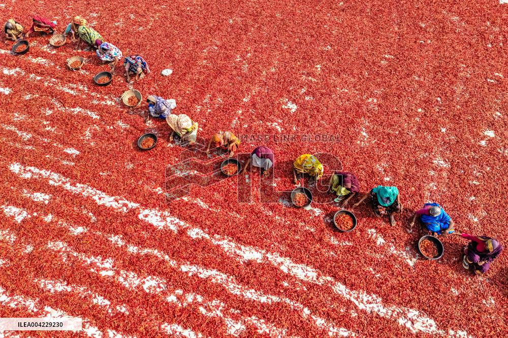 Farmers During The Red Chilies Drying Process - Bangladesh