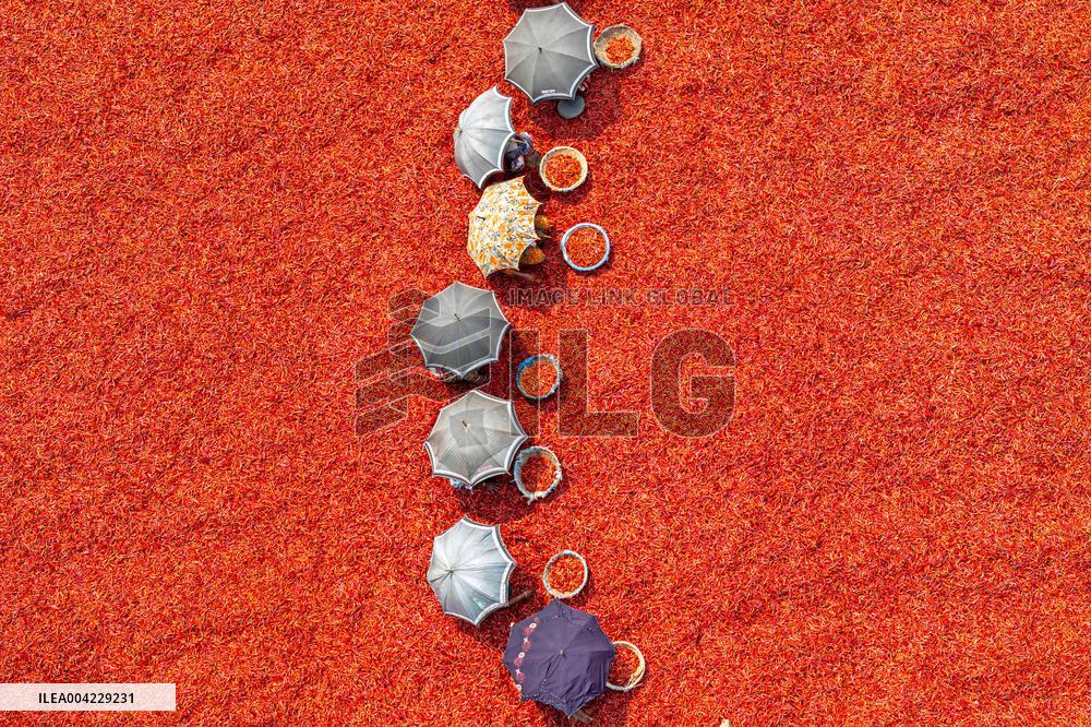 Farmers During The Red Chilies Drying Process - Bangladesh