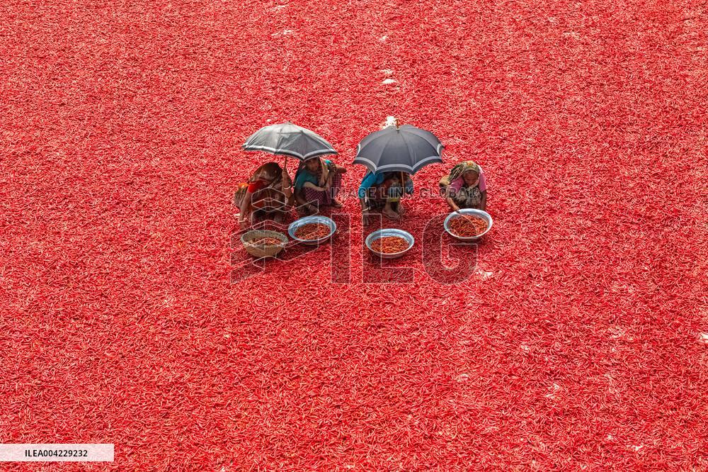 Farmers During The Red Chilies Drying Process - Bangladesh
