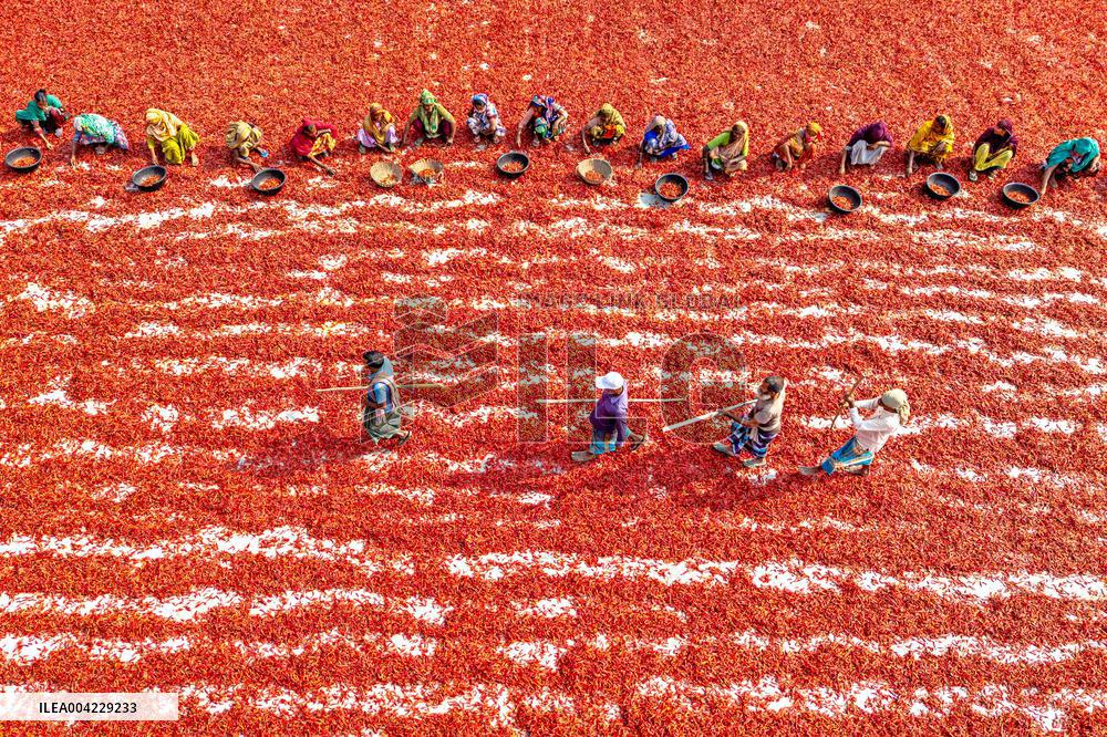 Farmers During The Red Chilies Drying Process - Bangladesh