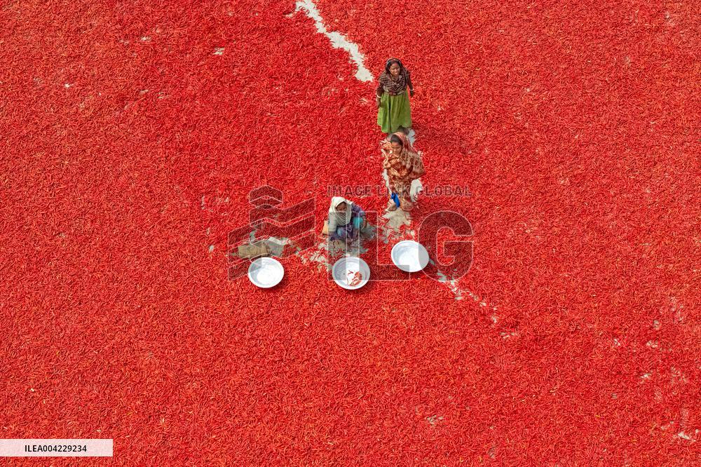 Farmers During The Red Chilies Drying Process - Bangladesh