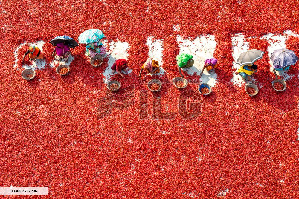 Farmers During The Red Chilies Drying Process - Bangladesh
