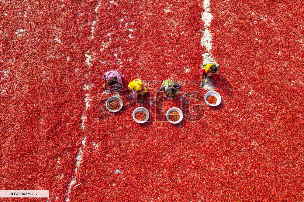 Farmers During The Red Chilies Drying Process - Bangladesh
