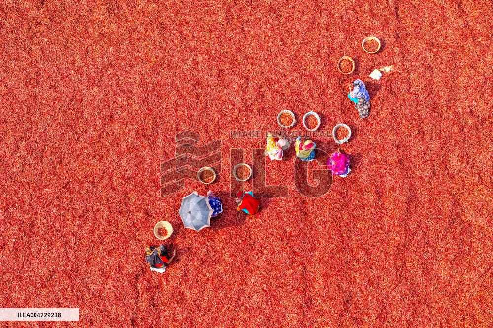 Farmers During The Red Chilies Drying Process - Bangladesh