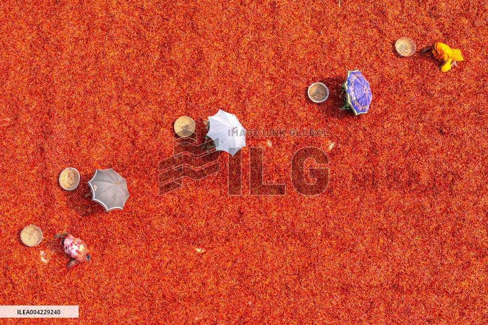 Farmers During The Red Chilies Drying Process - Bangladesh
