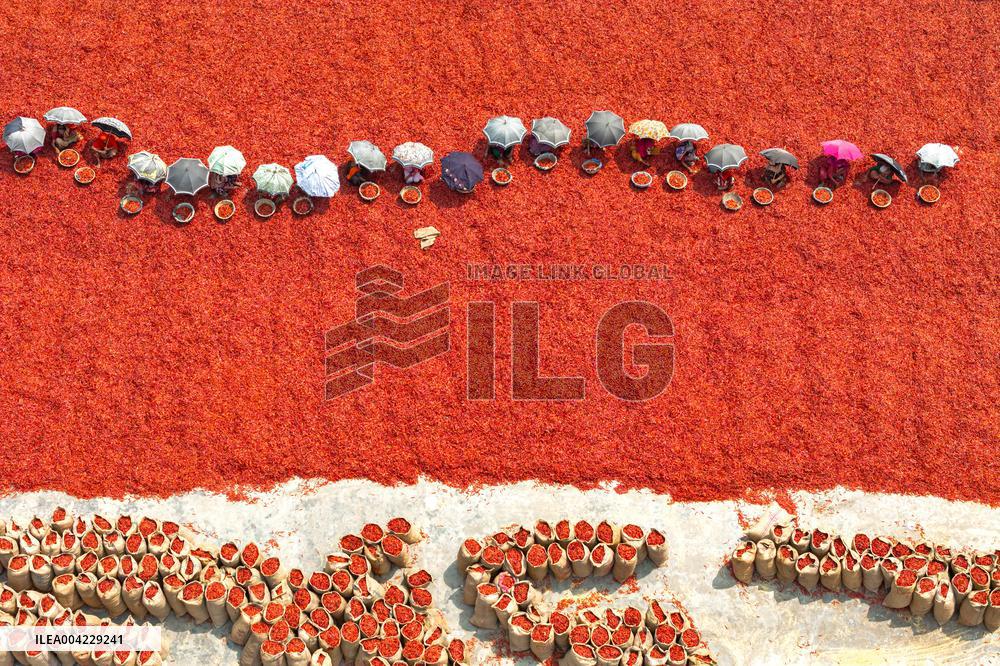 Farmers During The Red Chilies Drying Process - Bangladesh