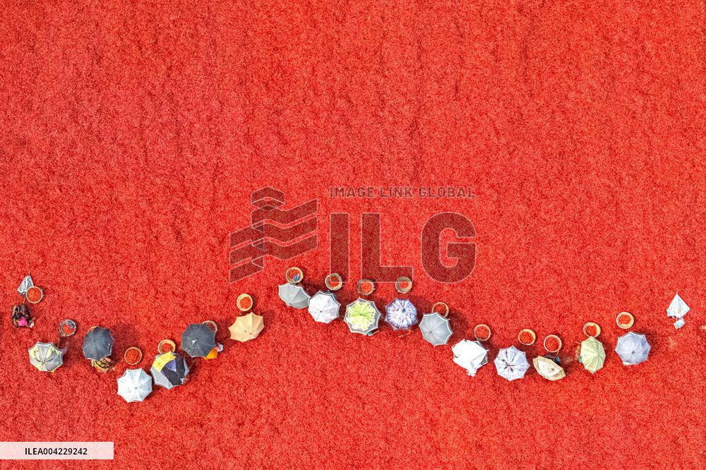 Farmers During The Red Chilies Drying Process - Bangladesh