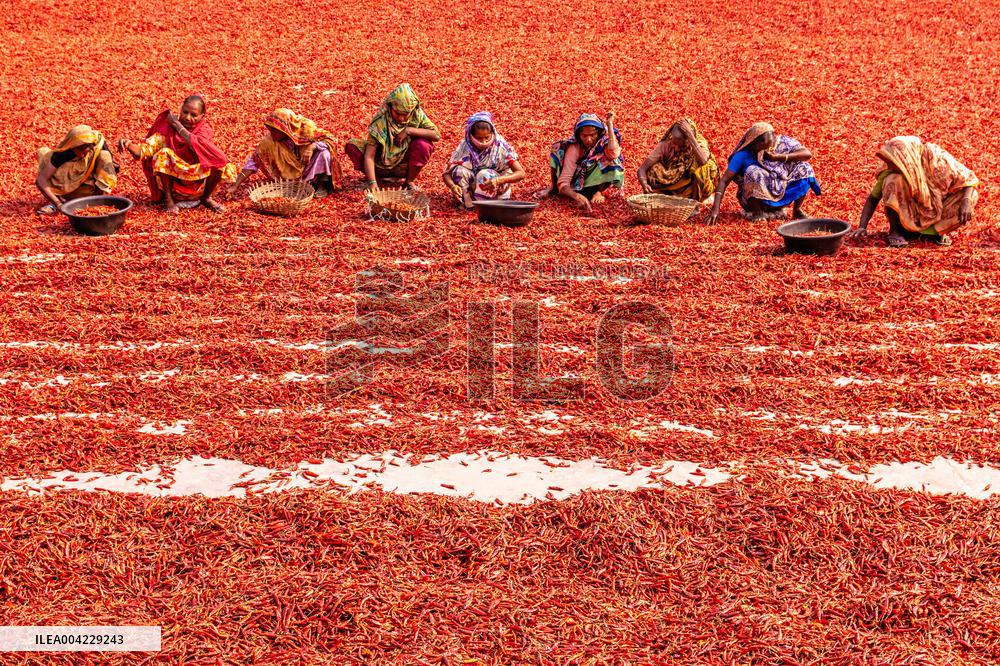 Farmers During The Red Chilies Drying Process - Bangladesh