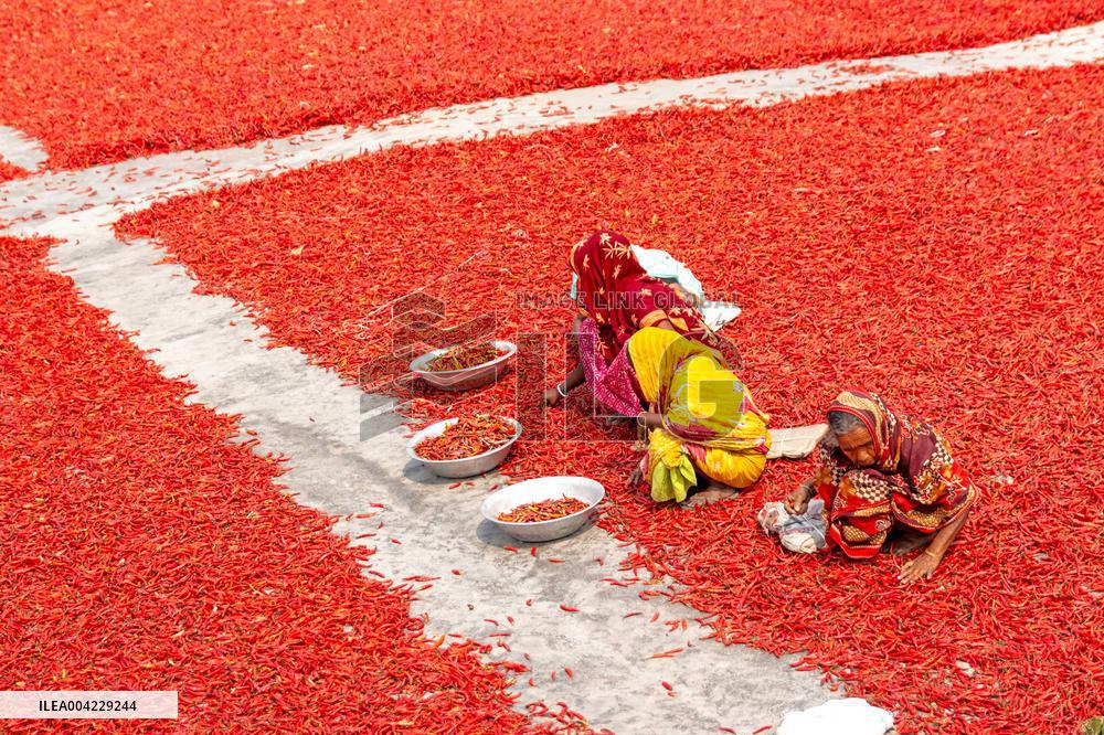 Farmers During The Red Chilies Drying Process - Bangladesh