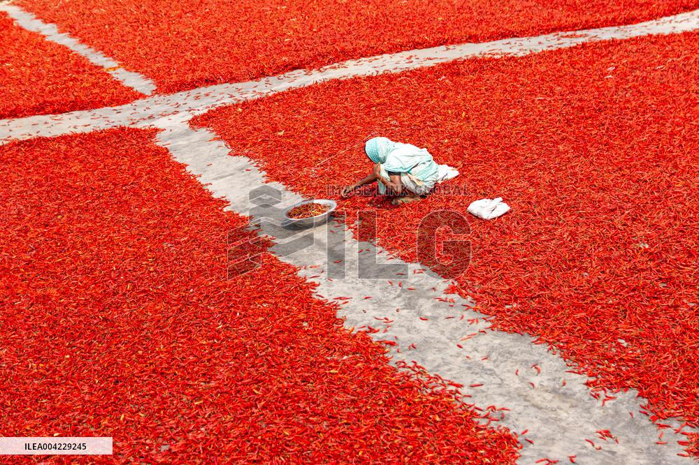 Farmers During The Red Chilies Drying Process - Bangladesh