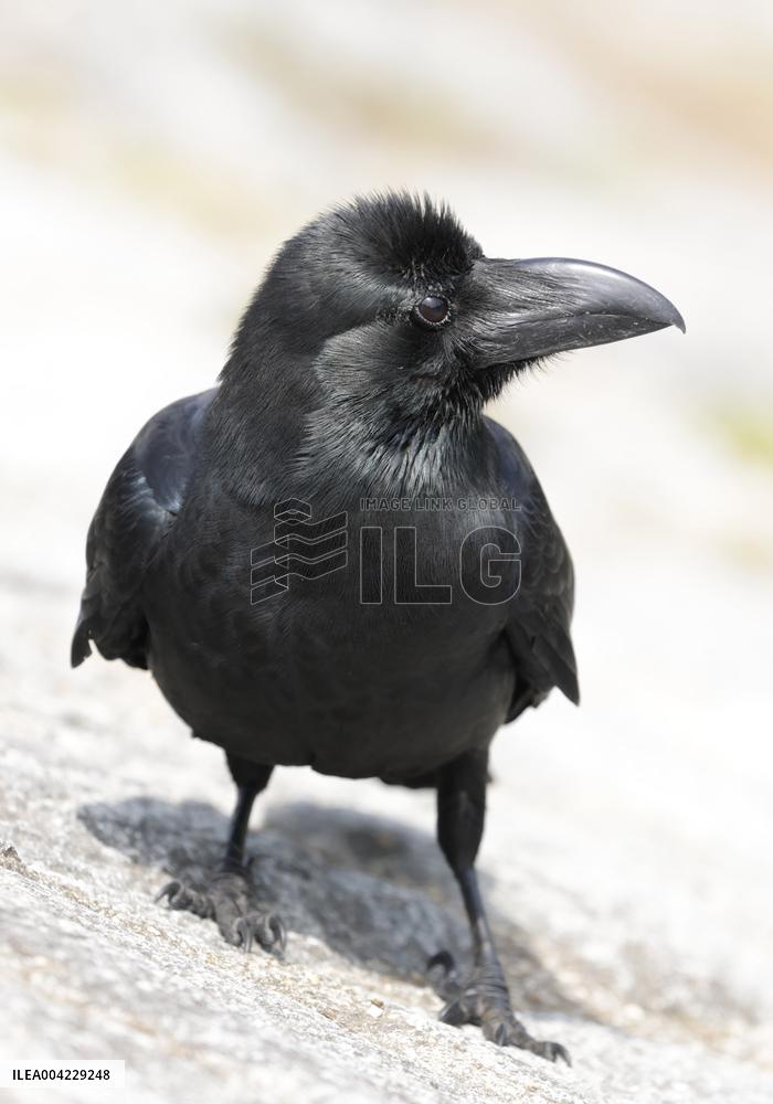 The image of a crow