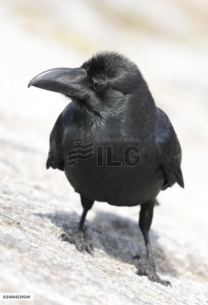 The image of a crow