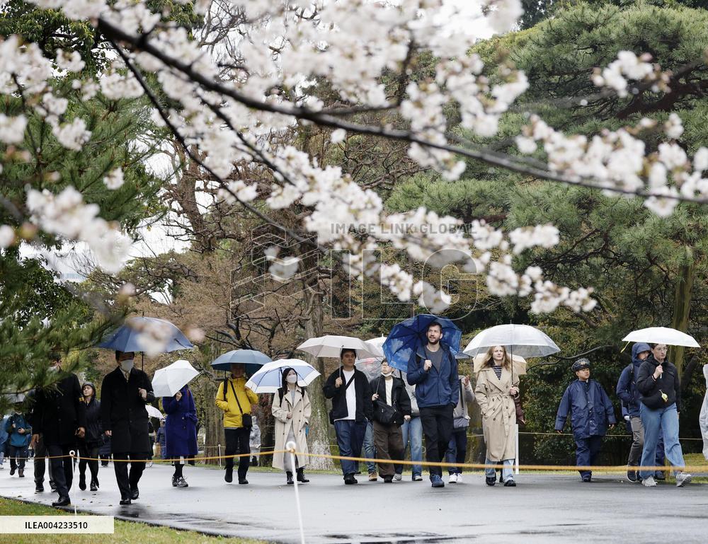 Imperial Palace path opens for cherry-blossom viewing