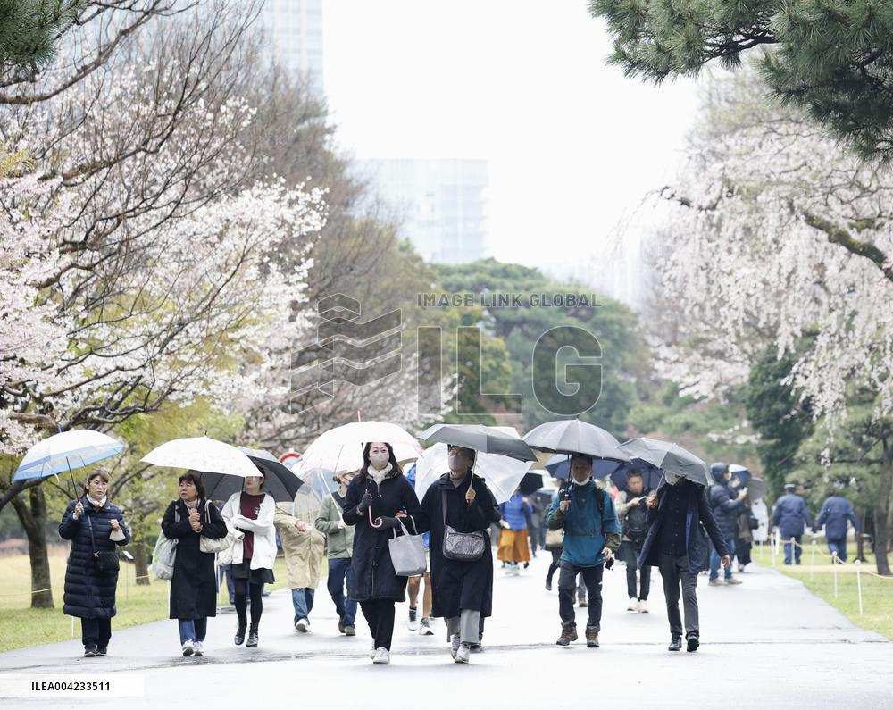 Imperial Palace path opens for cherry-blossom viewing