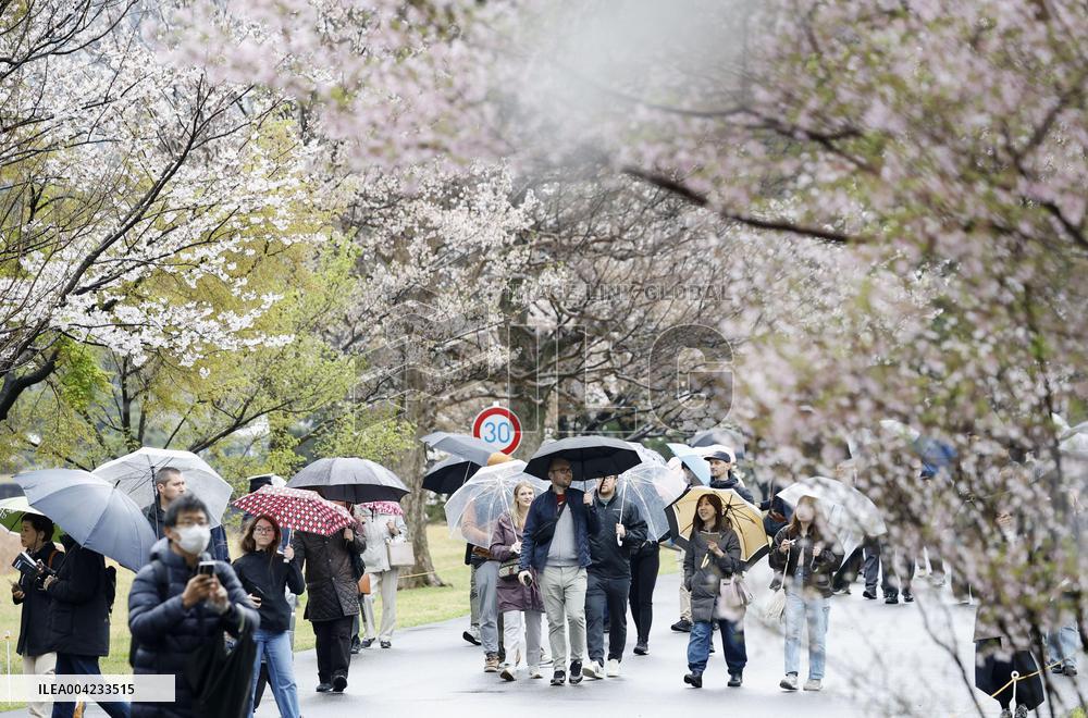 Imperial Palace path opens for cherry-blossom viewing