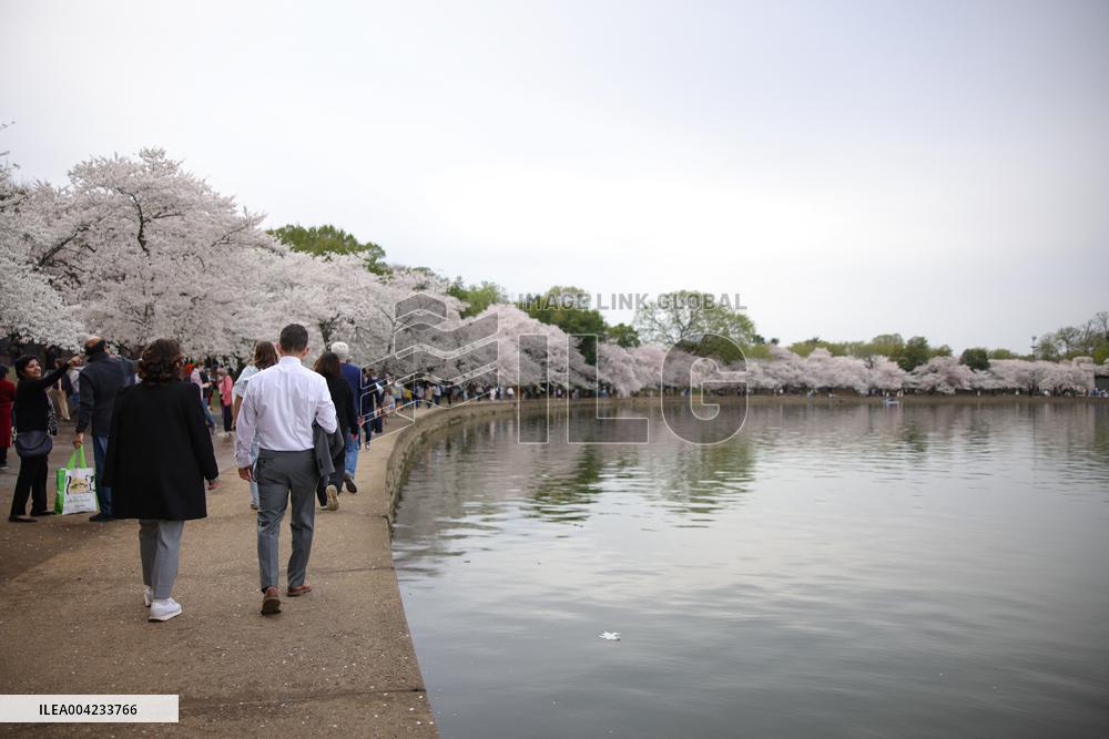 Cherry blossoms in Washington