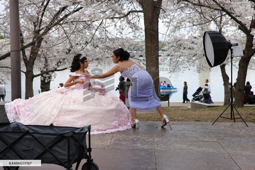 Cherry blossoms in Washington