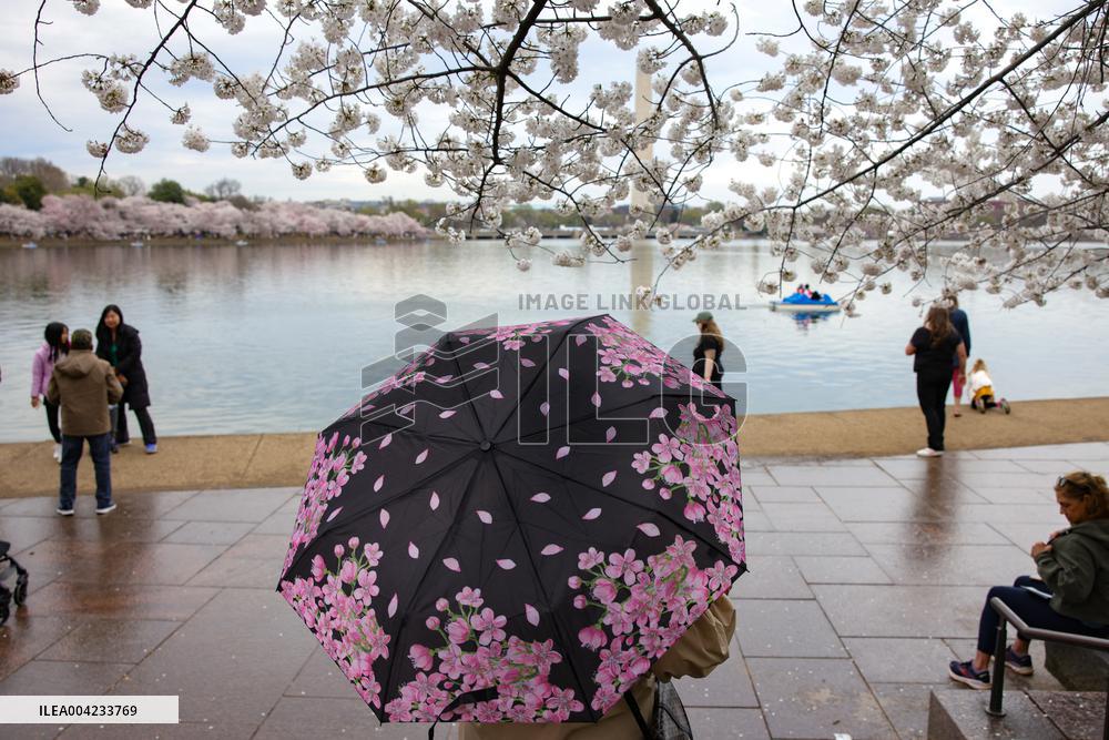 Cherry blossoms in Washington
