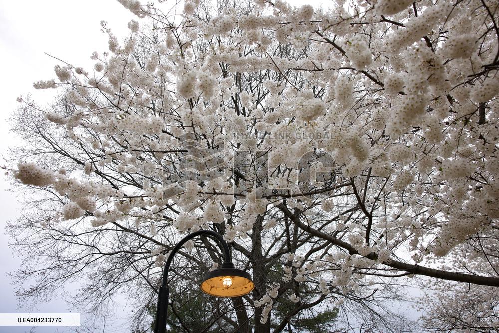 Cherry blossoms in Washington