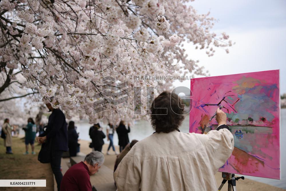 Cherry blossoms in Washington