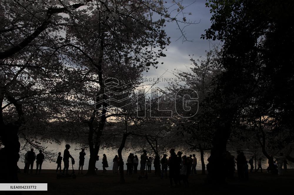 Cherry blossoms in Washington