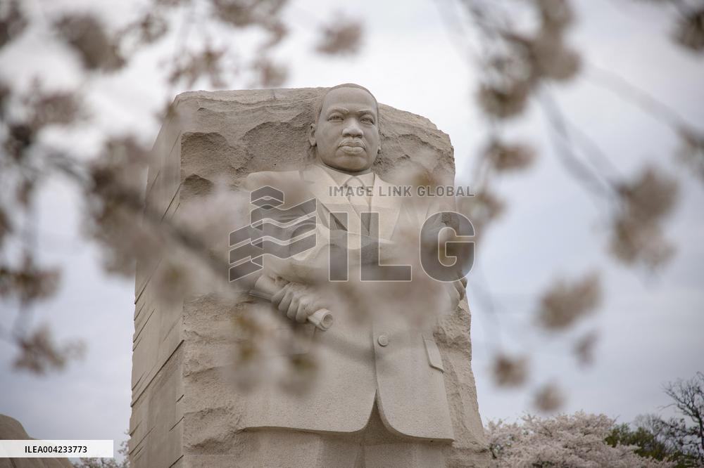 Cherry blossoms in Washington