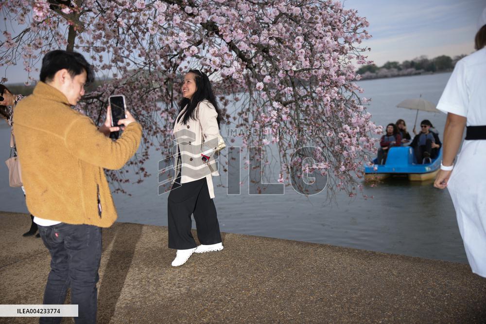 Cherry blossoms in Washington