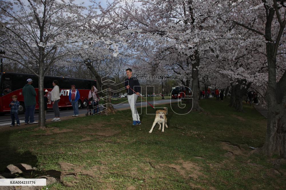 Cherry blossoms in Washington