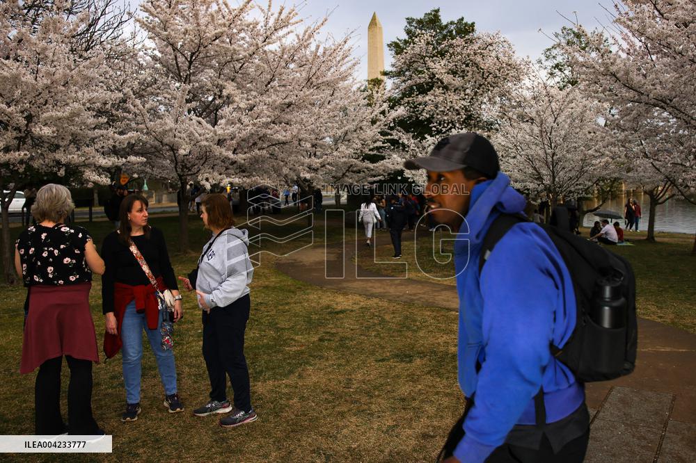 Cherry blossoms in Washington