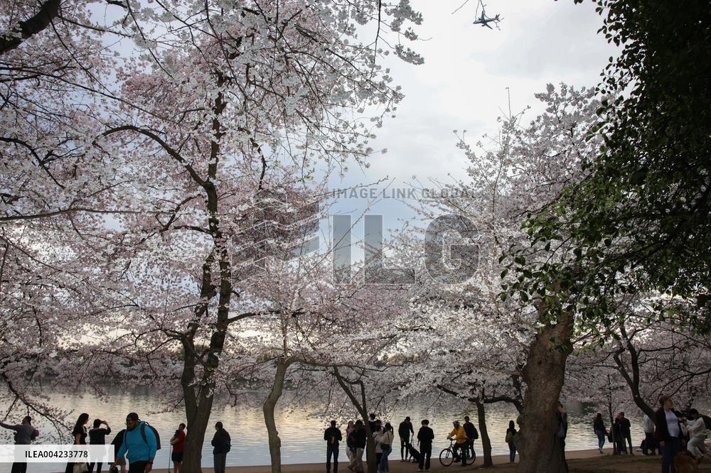 Cherry blossoms in Washington