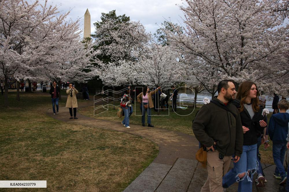 Cherry blossoms in Washington