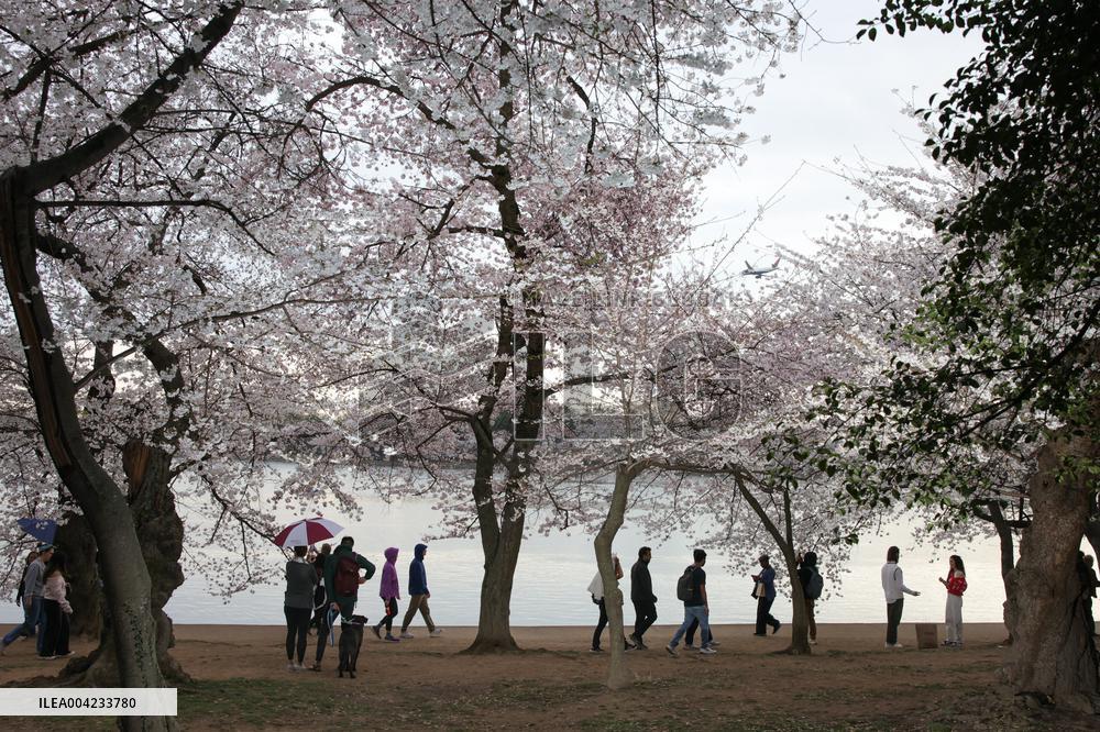 Cherry blossoms in Washington